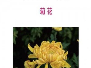 谁动了我的菊花？11关挑战图文攻略大揭秘