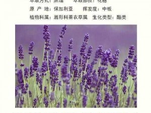 薰衣草研究所入口隐藏 2024：探索天然植物精华的奥秘