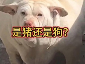 人OR猪OR狗最终还是被发现了_人、猪、狗最终的身份被发现了？