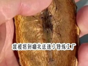 佛教肉莲实物图片—佛教肉莲实物是什么样子的？有相关图片吗？