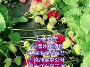 迈开腿吃草莓—迈开腿，吃草莓，这样的夏天才够味