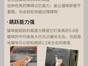 猫掌柜三技能深度解析：掌握关键段落，洞悉猫咪战斗之道