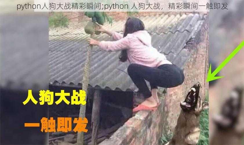 python人狗大战精彩瞬间;python 人狗大战，精彩瞬间一触即发