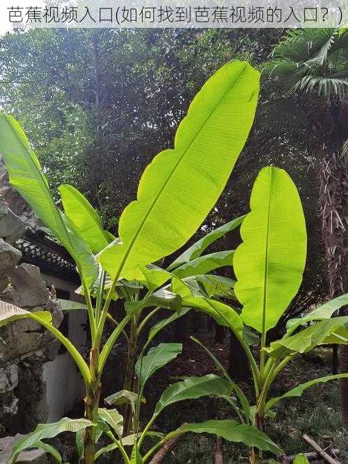 芭蕉视频入口(如何找到芭蕉视频的入口？)