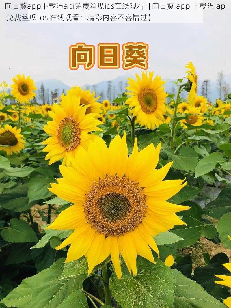 向日葵app下载汅api免费丝瓜ios在线观看【向日葵 app 下载汅 api 免费丝瓜 ios 在线观看：精彩内容不容错过】