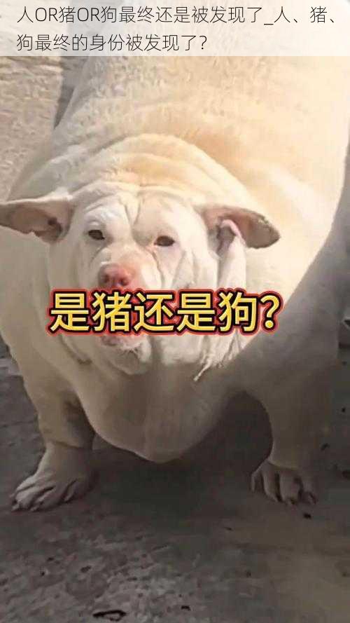 人OR猪OR狗最终还是被发现了_人、猪、狗最终的身份被发现了？