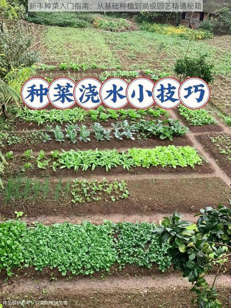 新手种菜入门指南：从基础种植到高级园艺精通秘籍