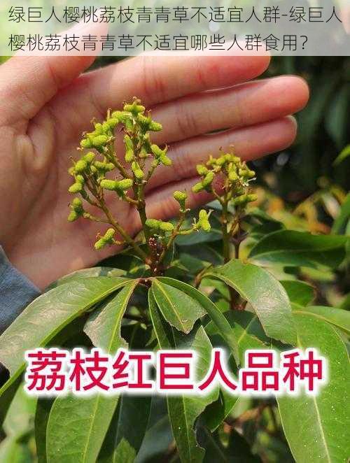 绿巨人樱桃荔枝青青草不适宜人群-绿巨人樱桃荔枝青青草不适宜哪些人群食用？