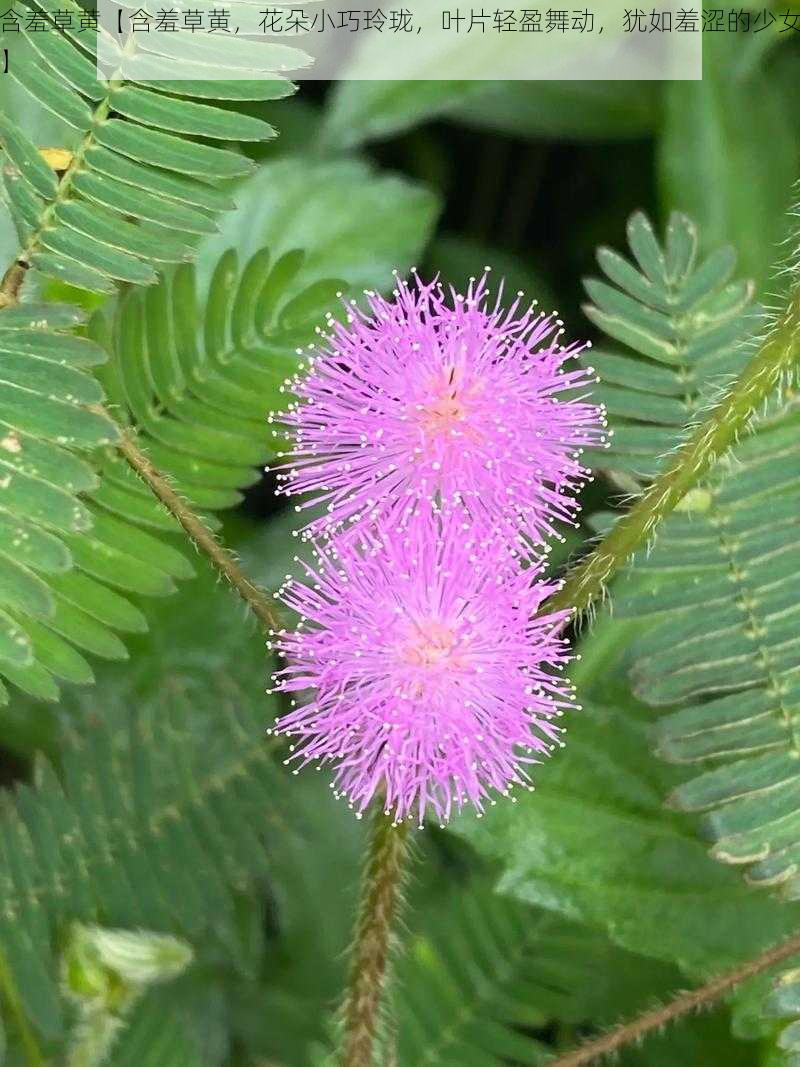 含羞草黄【含羞草黄，花朵小巧玲珑，叶片轻盈舞动，犹如羞涩的少女】