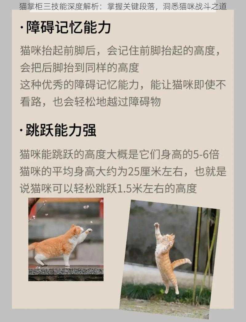 猫掌柜三技能深度解析：掌握关键段落，洞悉猫咪战斗之道