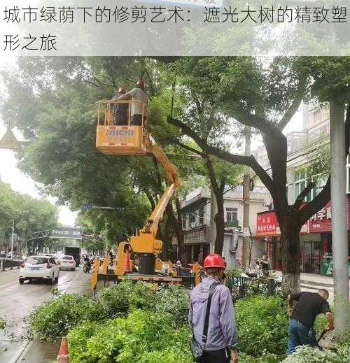 城市绿荫下的修剪艺术：遮光大树的精致塑形之旅