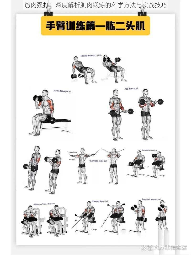 筋肉强打：深度解析肌肉锻炼的科学方法与实战技巧